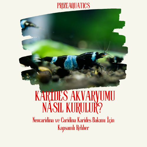 Aktif Toprak (Aquasoil) Nedir? Hangi Akvaryumlarda Kullanılır? | 2026 Rehberi